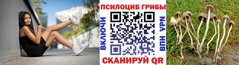 дарнет шоп  маркетплейс клад  Галлюциногенные грибы Psilocybe  Балтийск 